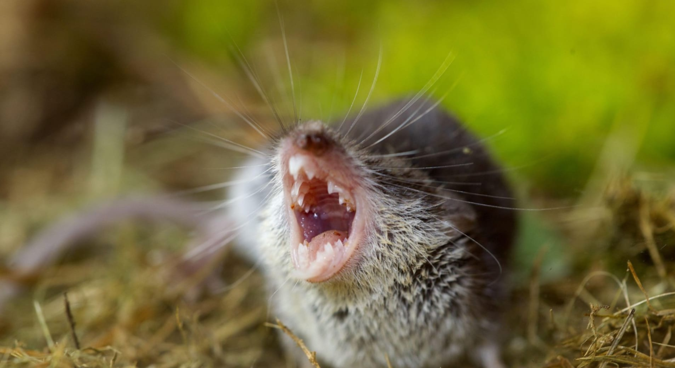 ZDROJ: profimedia.cz